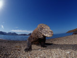 Komodo Dragon on the Beach (Varanus Komodoensis). Komodo National Park, Komodo Island
