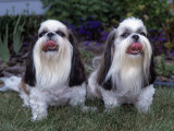 Shih Tzu Variety of a Toy Domestic Dog