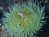 Giant Green Anemone (Anthopleura Xanthogrammica), Alaska to Northern Mexico, Pacific Ocean