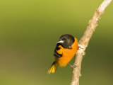 Baltimore Oriole, Icterus Galbula, Eastern USA