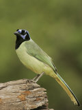 Green Jay, Cyanocorax Yncas, Texas, USA