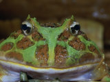 Ornate Horned Frog, Ceratophrys Ornata, Argentina