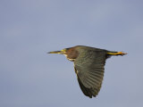 Green Heron, Butorides Virescens, in Flight. Southern USA