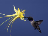 Black-Chinned Hummingbird (Archilochus Alexandri), Madera Canyon, Arizona