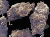 Instant Wheat Flour Results from Milling Wheat Grains and Contains Starch Granules