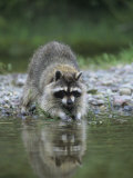 Raccoon Washing its Hands and Food, Procyon Lotor, North America