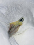 Little Blue Heron Chick with its Head on a Nestling's Shoulder, Egretta Caerulea, Florida, USA