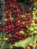 Kona Coffee Beans Ripening, Hawaii, USA