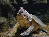 Alligator Snapping Turtle, Macroclemys Temminckii, . Captive