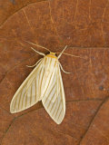 Moth (Muona Iridescens)