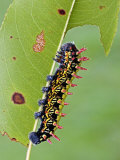 Saturnid Moth Caterpillar (Antherina Suraka) Feeding on a Leaf