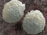Buy T-Lymphocyte White Blood Cells or Leukocytes at AllPosters.com