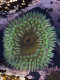 Giant Green Anemone (Anthopleura Xanthogrammica) Salt Point State Park, California