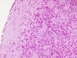 Buy Cross-Section of a Monkey Ovary Showing Developing Follicles at AllPosters.com