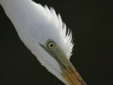 Close-Up of a Great Egret Head, Ardea Alba, Southeastern USA