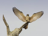 American Kestrel, Falco Sparverius, Female Landing, North America