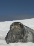 Weddell Seal Pup (Leptonychotes Weddellii) Penguin Island, South Shetland Islands, Antarctica
