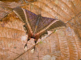 Moth (Nothus Lunus) Protectively Colored on a Dead Leaf