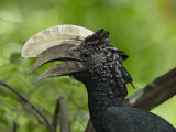 Silvery-Cheeked Hornbill Male Head, Ceratogymna Brevis, Lake Manyara, Tanzania, Africa