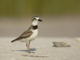 Wilson's Plover, Charadrius Wilsonia, North America