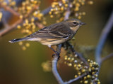 Yellow-Rumped Warbler (Denrdoica Coronata), North America