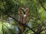 Northern Saw-Whet Owl (Aegolius Acadius) in a White Pine (Pinus Strobus), North America