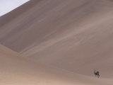 Beisa Oryx on a Large Sand Dune, Oryx Gazella or Oryx Beisa, Sossusvlei, Namibia, Africa