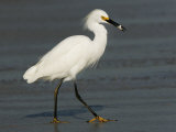 Snowy Egret Walking on Beach (Egretta Thula), USA