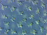 Buy Volvox, a Single Celled Motile Green Algae with Two Equal Flagella at AllPosters.com