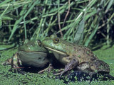 Bullfrogs in a Pond, , Rana Catesbeiana