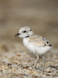 Snowy Plover (Charadrius Alexandrinus) 18 Day Old Chick Is Foraging on the Beach