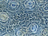 Stomata on Leaf Epidermis