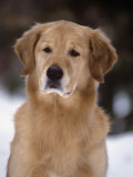 Golden Retriever Breed of Domestic Dog