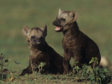 Spotted Hyena Pups, Crocuta Crocuta, Masai Mara, Kenya, Africa