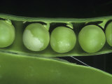 Pea Thrip (Kakothrips Pisivorus) Damage to Peas in the Pod (Pisum Sativum). England, Uk