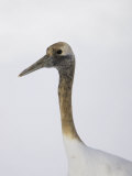 Juvenile Japanese Crane, Grus Japonensis, also known as the Red-Crowned Crane