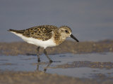 Semipalmated Sandpiper, Calidris Pusilla, North America