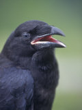 Common Raven Head (Corvus Corax), North America