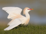 Cattle Egret, Bubulcus Ibis, Florida, USA
