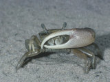 Fiddler Crab (Uca), Atlantic Coast of North America