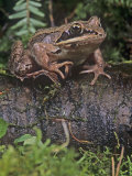 Wood Frog (Rana Sylvatica), USA