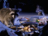 Raccoons (Procyon Lotor) Raiding an Urban Garbage Can in Portland, Oregon