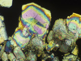 Sugar Crystals Viewed in Polarized Light