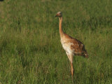 Whooping Crane Chick, Grus Americana, an Edangered Species, North America