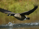 Canada Goose Taking Off, Branta Canadensis, North America