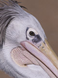 Close Up Portrait of a Pelican