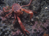 Pelagic Red or Tuna Crabs, Pleuroncodes Planipes, California, Usa, Pacific Ocean