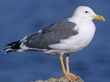 Yellow-Footed Gull (Larus Livens) Salton Sea, California, USA