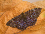 Black Witch Moth Male (Ascalapha Odorata)