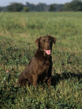Chocolate Labrador Retriever Variety of Domestic Dog